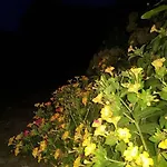 Night Flower * カト・コラキアナ