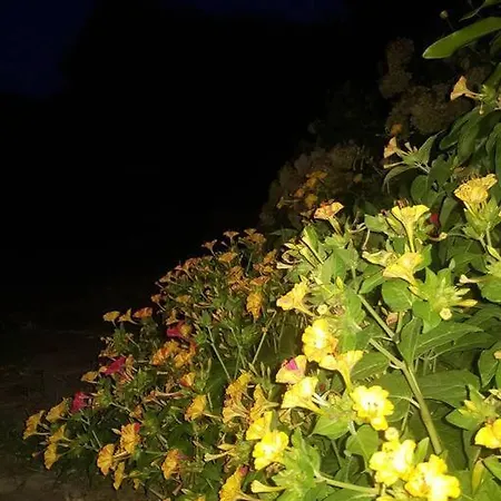 Night Flower * Kato Korakiana