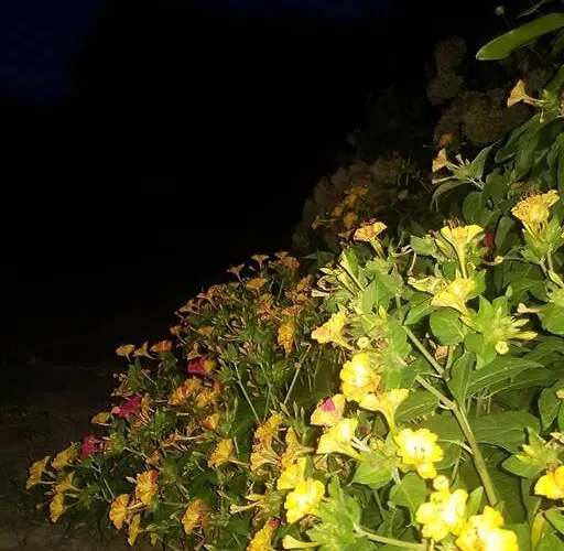 Night Flower * Като-Коракиана